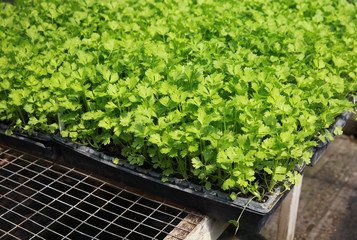 Sticker - cilantro plants in containers