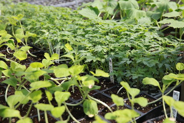 Wall Mural - tomato seedlings