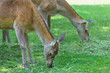 Two grazing hinds or red deer female animals on summer grassland