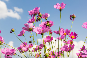 Wall Mural - pink cosmos