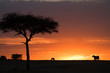 masai mara dawn with animals in silhouette