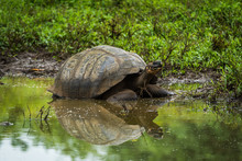 Galapagos Giant Tortoise Reflected In Shallow Pond