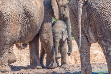 Elephant mother and calf