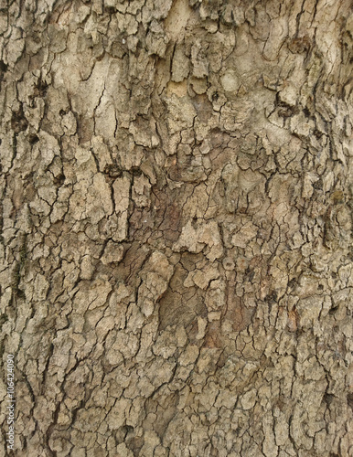 Agac Dokusu Buy This Stock Photo And Explore Similar Images At Adobe Stock Adobe Stock