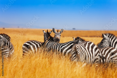 Fotomural Zebra herd on the grasslands of Kenya, Africa
