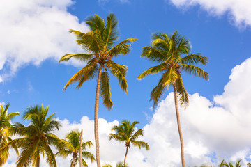 Palm trees and Sky