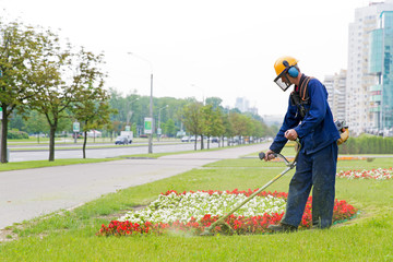 City landscaper man gardener cutting grass around planted flowers with string lawn trimmer 