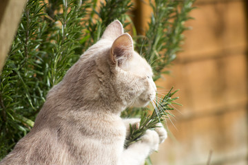 Grey Persian cross Ragdoll and ginger kittens on grass