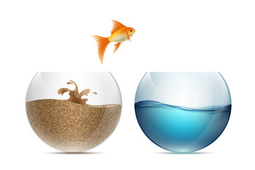 Gold fish jumping out of the aquarium. Aquariums with sand and w