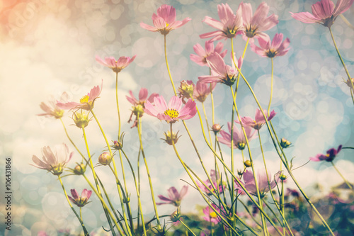 Cuadros en Lienzo Flor del cosmos y de la luz solar con el tono de época.