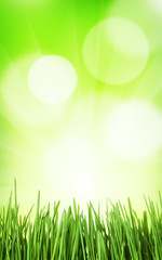 Poster - Sunny spring background with grass and bokeh