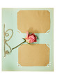 Page from an old album pistachio color. Decorated flower dry ros