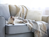 Fototapeta Koty - Color-point cat lying on a sofa in living room
