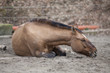 © anjajuli - Horse with colic lie down and sleep outside