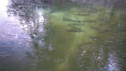 Wall Mural - Trout Swimming Underwater