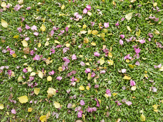 Wall Mural - pink flower and yellow leaf on the grass