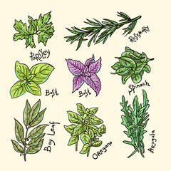 Wall Mural - herbs and spices