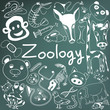 Zoology biology doodle handwriting icons of animal species and education tools in blackboard background for science presentation or subject title, create by vector 