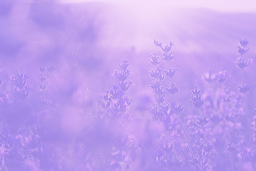 Wall Mural - blurred pale lavender summer background
