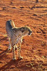 Wall Mural - africa. namibia. cheetah