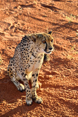 Wall Mural - africa. namibia. cheetah