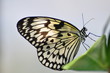 Papillon en transparence