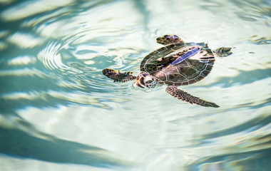 Wall Mural - Cute Turtle