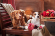 © Anna Averianova - Dogs Jack Russell Terrier and Dog Nova Scotia Duck Tolling Retriever  portrait dog lying on a chair in the studio