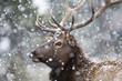 Portrait of a large bull elk (Cervus canadensis) in a snowstorm.