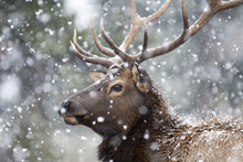 Portrait Of A Large Bull Elk (Cervus Canadensis) In A Snowstorm.