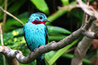 spangled cotinga blue bird Cotinga cayana