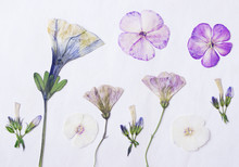Pressed Flowers. Floral Background With Dry Pressed Phlox Flowers, Herbarium.