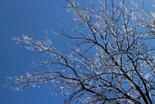 Looking Up Through Frozen Branches