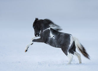 Canvas Print - Blue-eyed foal playing on snow field