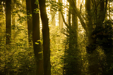 Wall Mural - sunlight entering misty forest with silhouetted tree's.