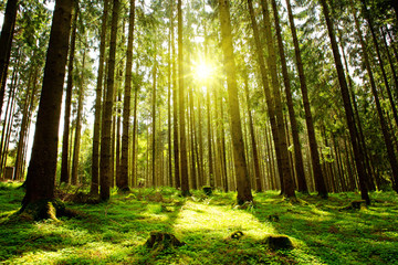 Wall Mural - sunlight in the green forest.
