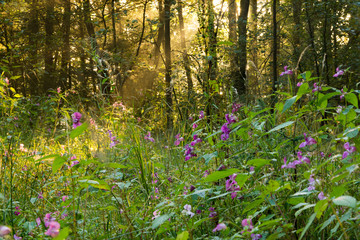 Wall Mural - golden sunlight shining through woodland tree's with plants in foreground.