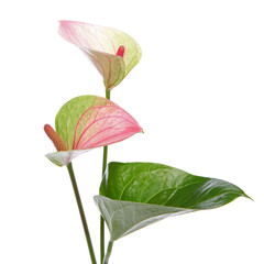 Wall Mural - Anthurium