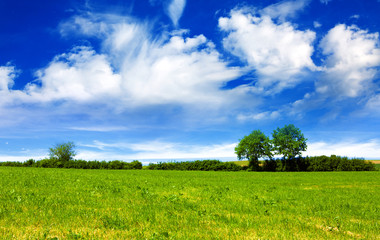 Wall Mural - field, trees and blue sky.