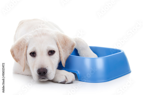 Foto-Tischdecke - Hungry pet dog waiting for eating with no food treat in bowl (von Stephanie Zieber)