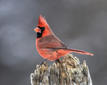 Male Northern Cardinal (Cardinalis Cardinalis)
