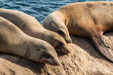 A Group Of Three Seals Sleeping On A Cliff At La Jolla Cove In La Jolla, California.  