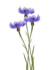 Wall Mural - Blue cornflower