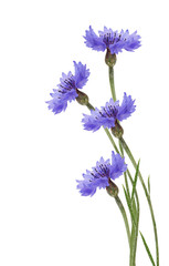Wall Mural - Blue cornflower