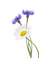 Wall Mural - flowers