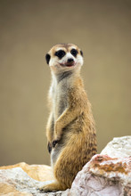 Meerkat, Portrait