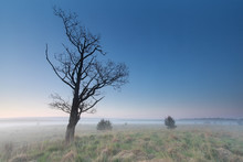 Misty Morning On Marsh With Dry Tree