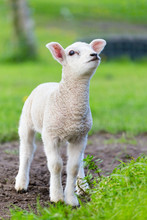 One White Newborn Lamb Standing In Green Grass