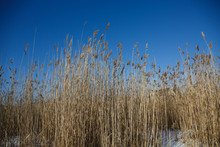 Landscape Spikes Grass Sedge Dry On The Background Of Blue Sky. The Grass Stems In Winter Snow Frosty Morning.
