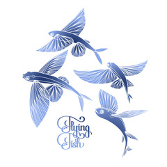 Graphic flying fish collection